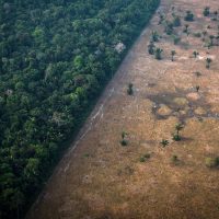 Dans la forêt amazonienne de l'État de Rondônia, au Brésil, une végétation luxuriante côtoie un champ ravagé par les flammes. (Crédits : Leonardo Carrato/Bloomberg)